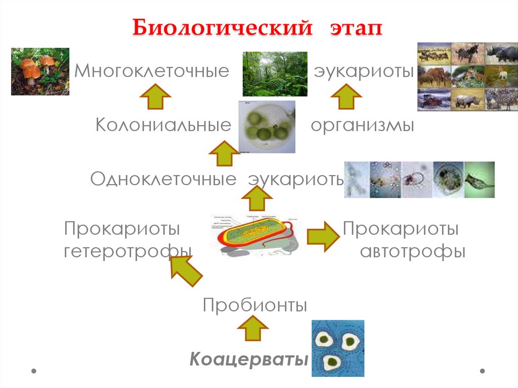 Биологический этап