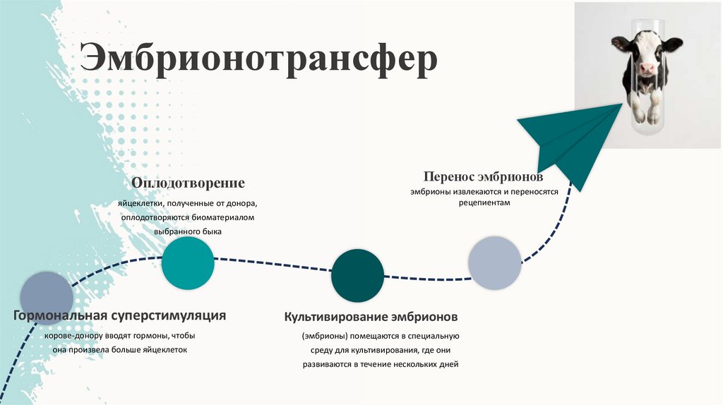 Эмбрионотрансфер