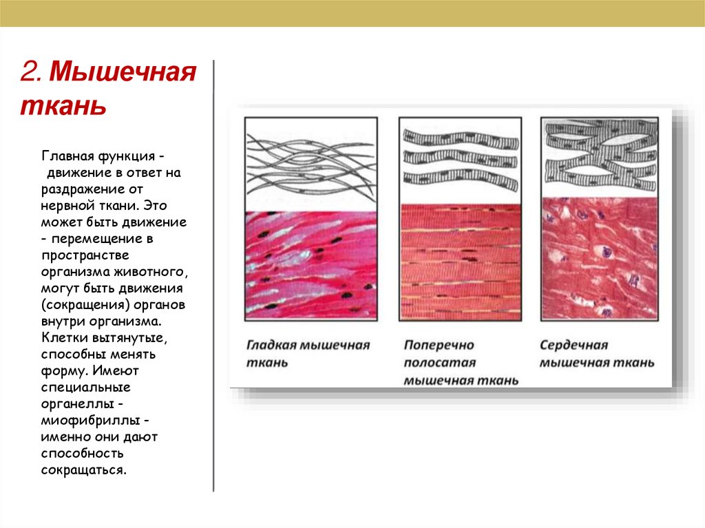 2. Мышечная ткань