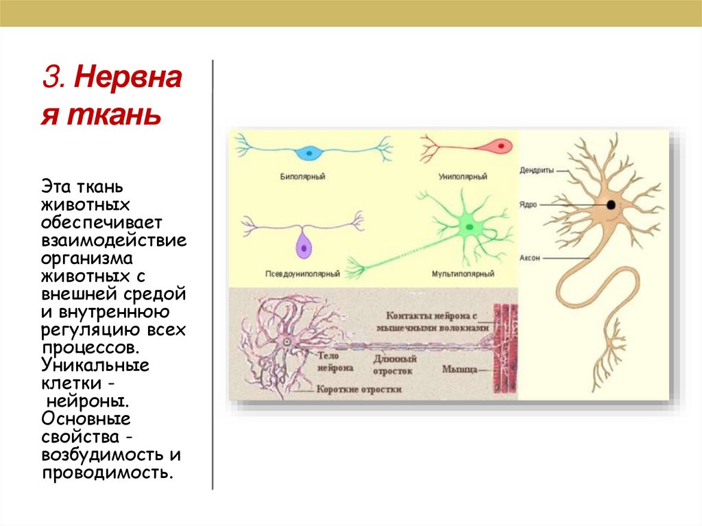 3. Нервная ткань