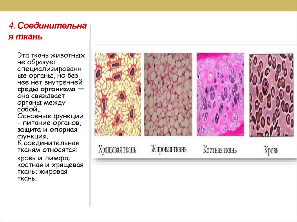 4. Соединительная ткань