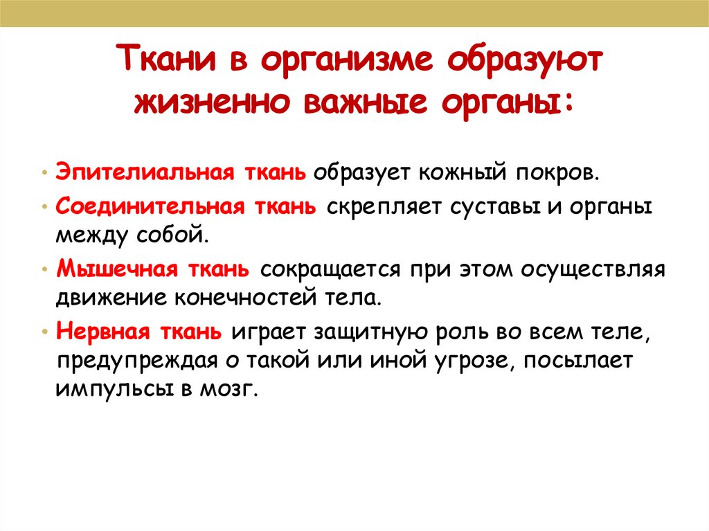 Ткани в организме образуют жизненно важные органы: