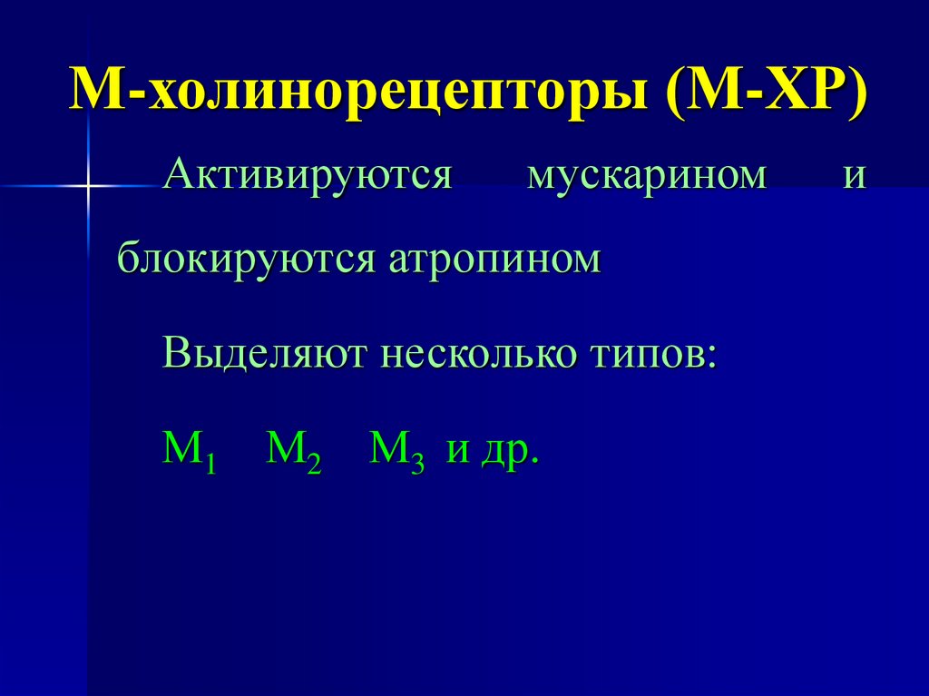 М-холинорецепторы (М-ХР)