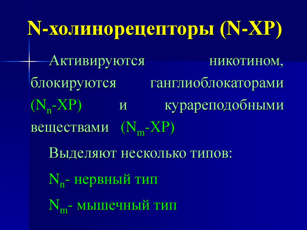 N-холинорецепторы (N-ХР)