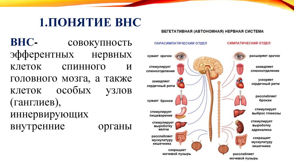 ВНС- совокупность эфферентных нервных клеток спинного и головного мозга, а также клеток особых узлов (ганглиев), иннервирующих