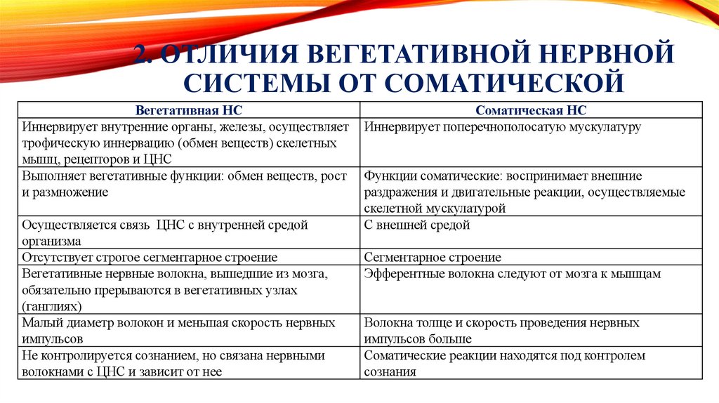 2. Отличия вегетативной нервной системы от соматической
