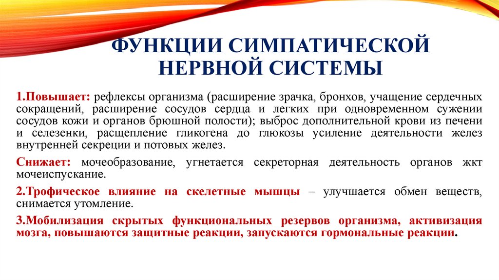 ФУНКЦИИ СИМПАТИЧЕСКОЙ НЕРВНОЙ СИСТЕМЫ