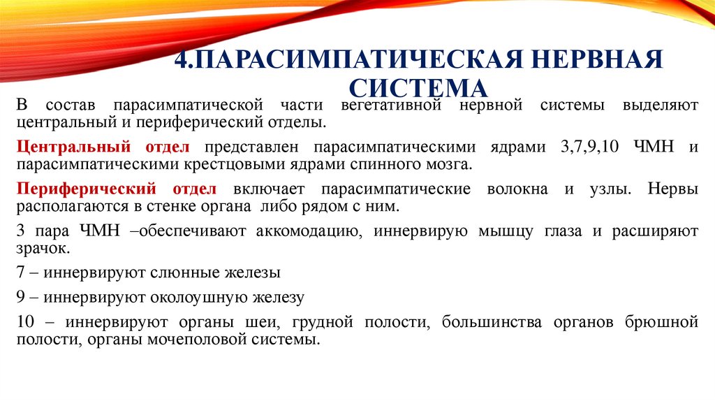 4.Парасимпатическая нервная система