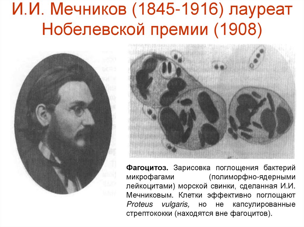 И.И. Мечников (1845-1916) лауреат Нобелевской премии (1908)