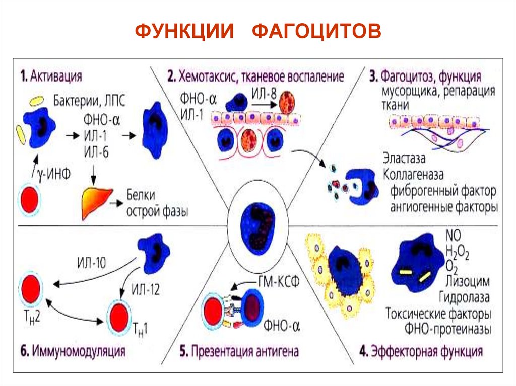 ФУНКЦИИ ФАГОЦИТОВ