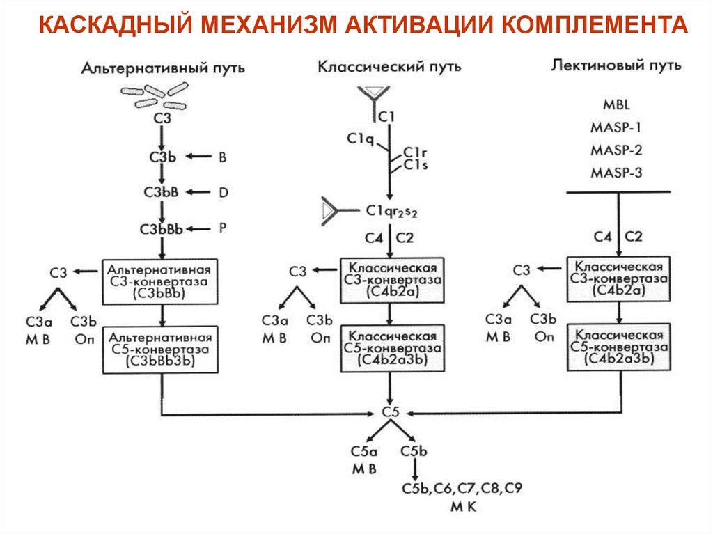 КАСКАДНЫЙ МЕХАНИЗМ АКТИВАЦИИ КОМПЛЕМЕНТА