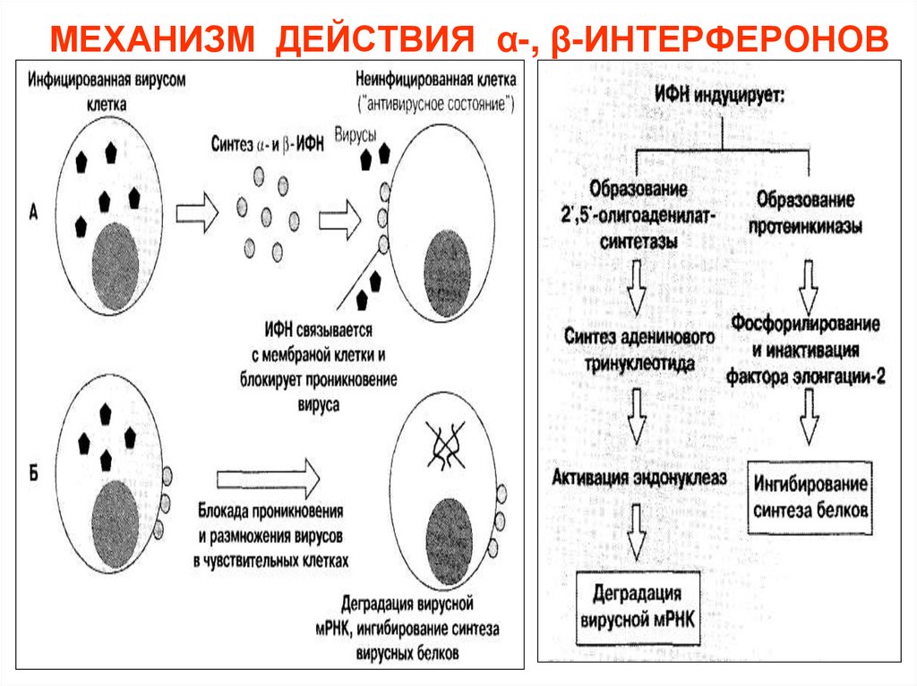 МЕХАНИЗМ ДЕЙСТВИЯ α-, β-ИНТЕРФЕРОНОВ