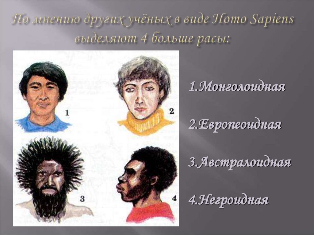 По мнению других учёных в виде Homo Sapiens выделяют 4 больше расы: