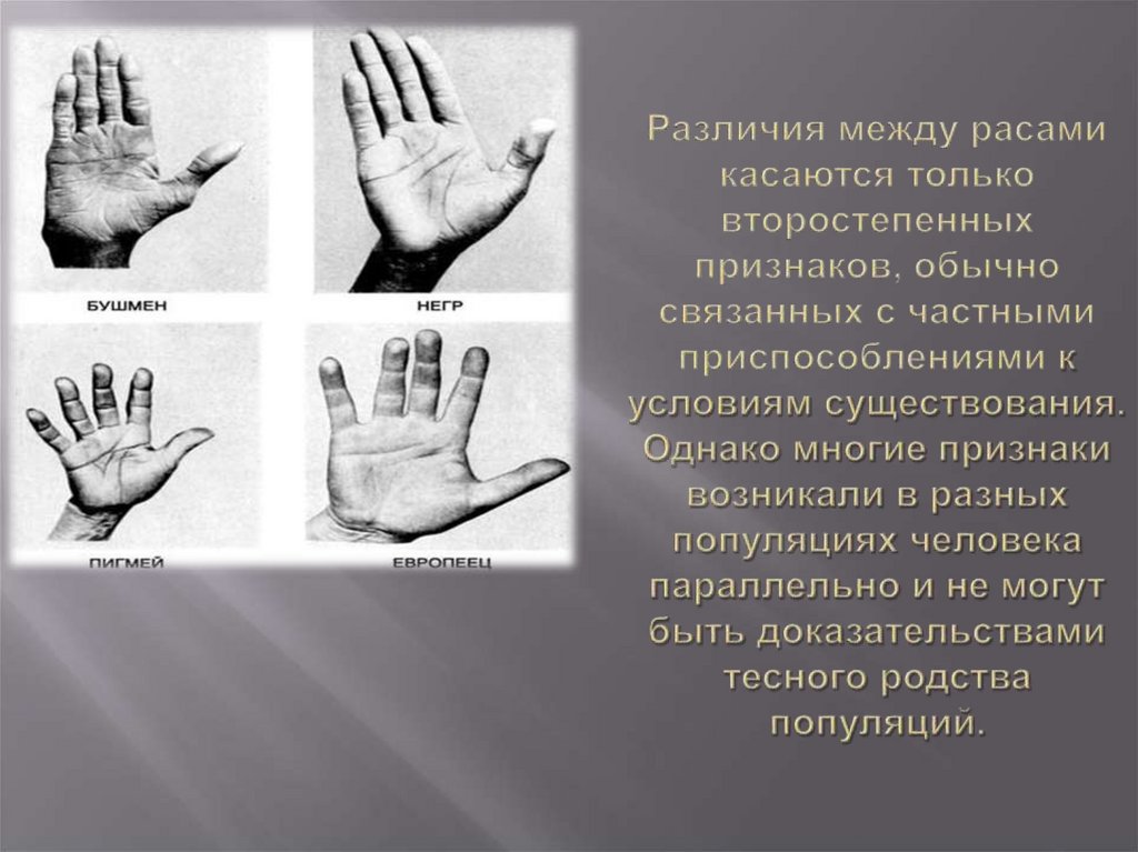 Различия между расами касаются только второстепенных признаков, обычно связанных с частными приспособлениями к условиям