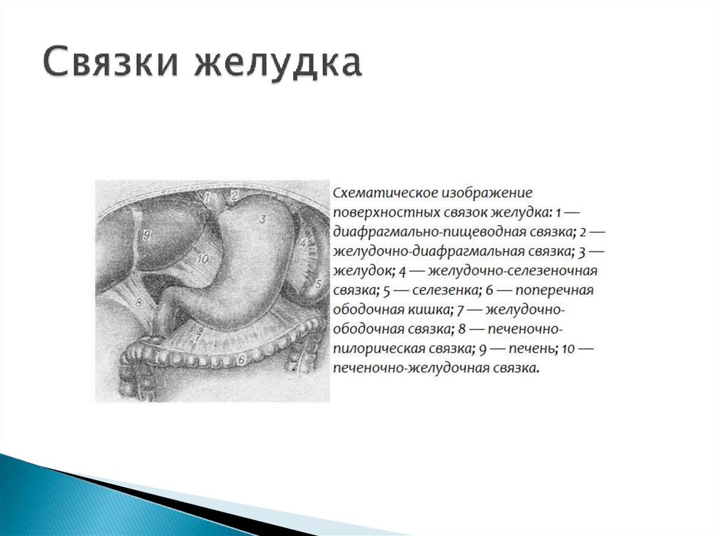 Связки желудка