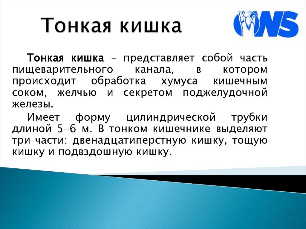 Тонкая кишка