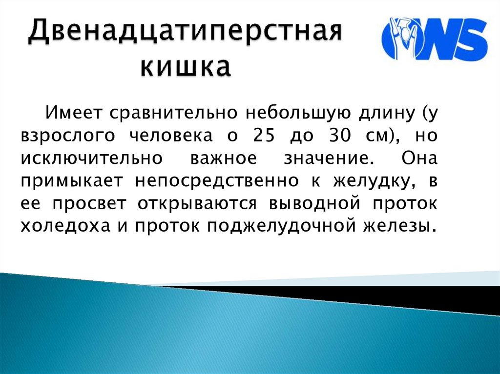 Двенадцатиперстная кишка