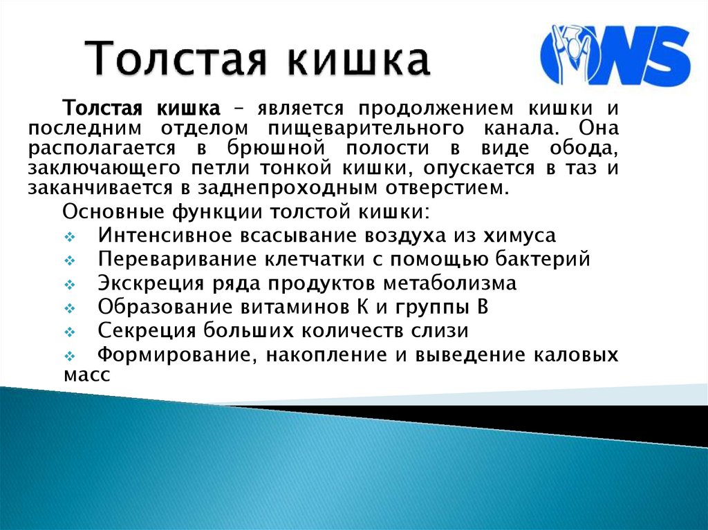Толстая кишка