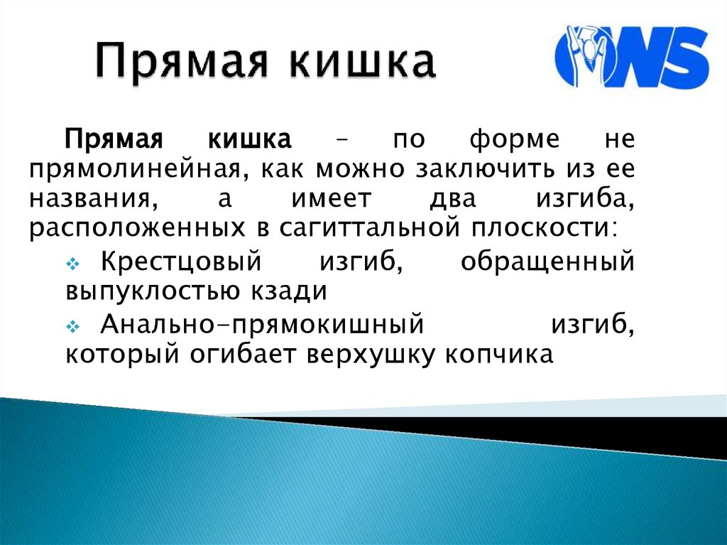 Прямая кишка