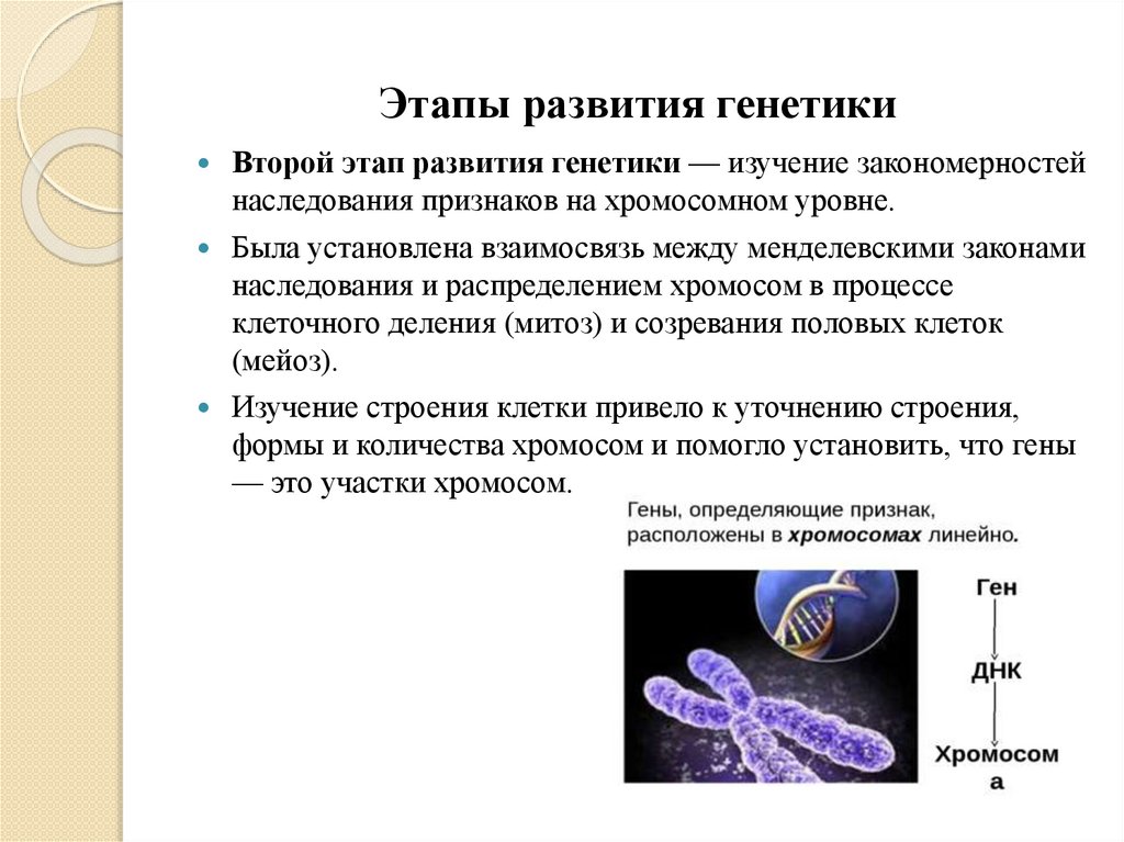 Этапы развития генетики