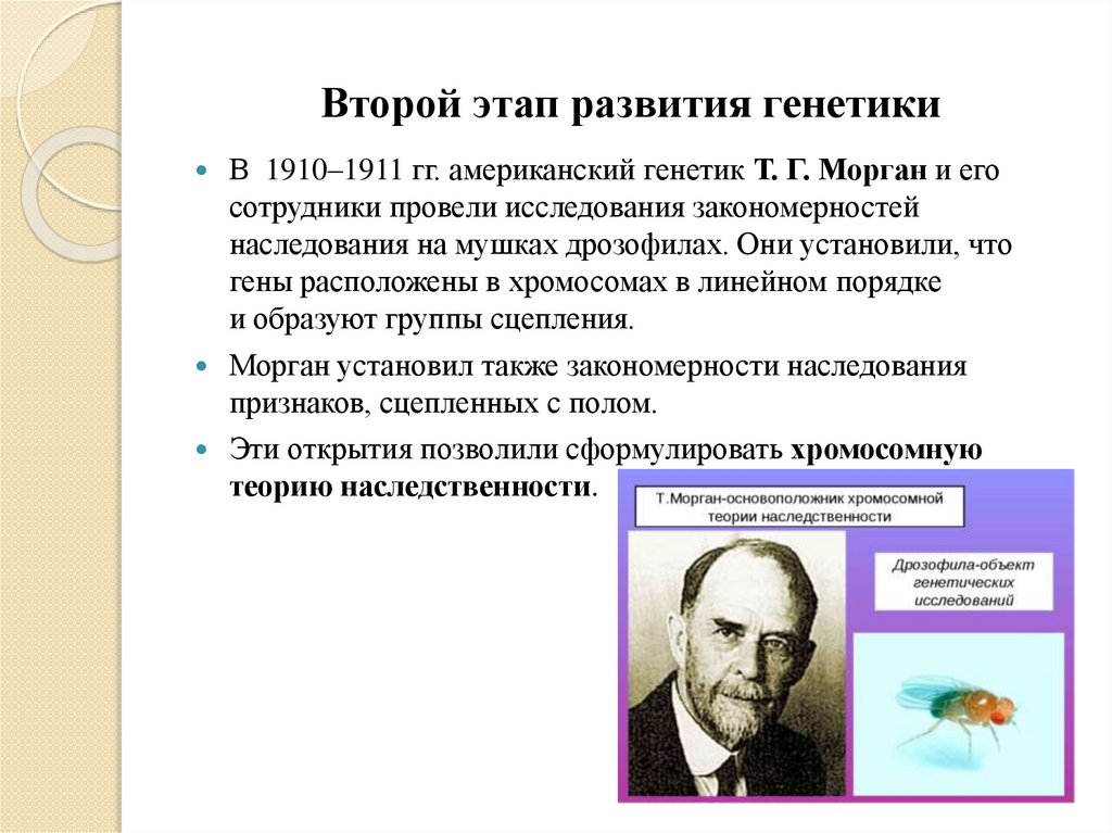 Второй этап развития генетики