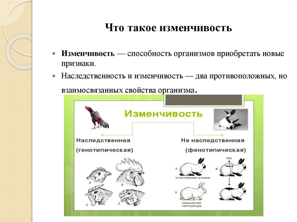Что такое изменчивость