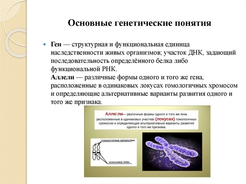 Основные генетические понятия