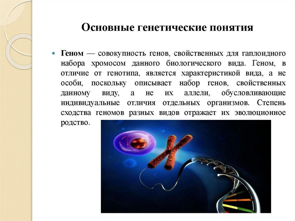 Основные генетические понятия