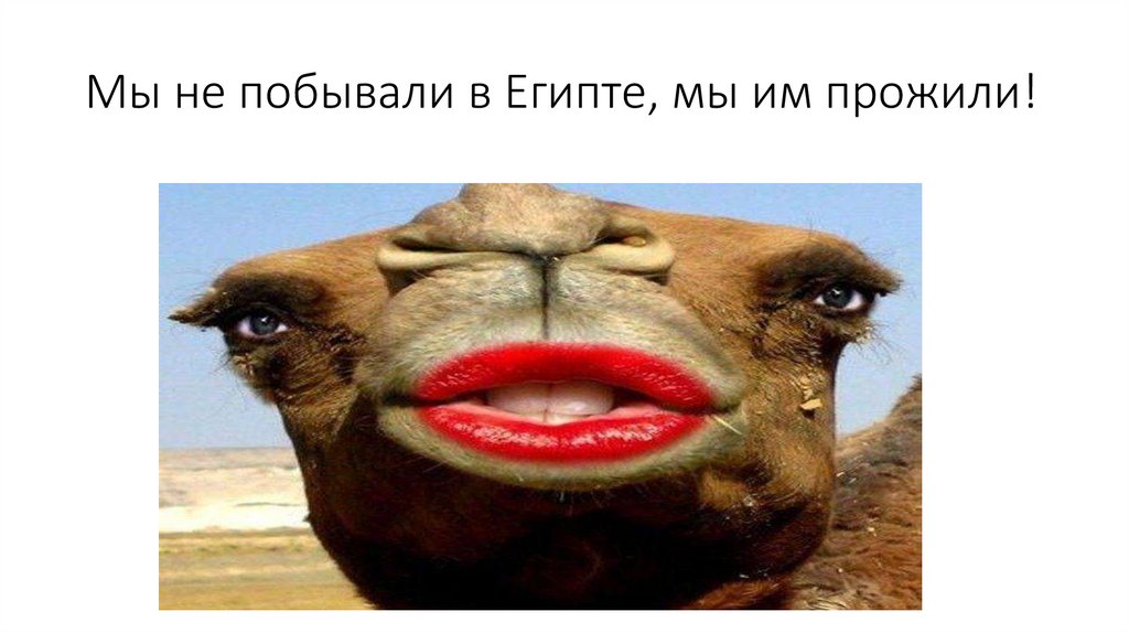 Мы не побывали в Египте, мы им прожили!