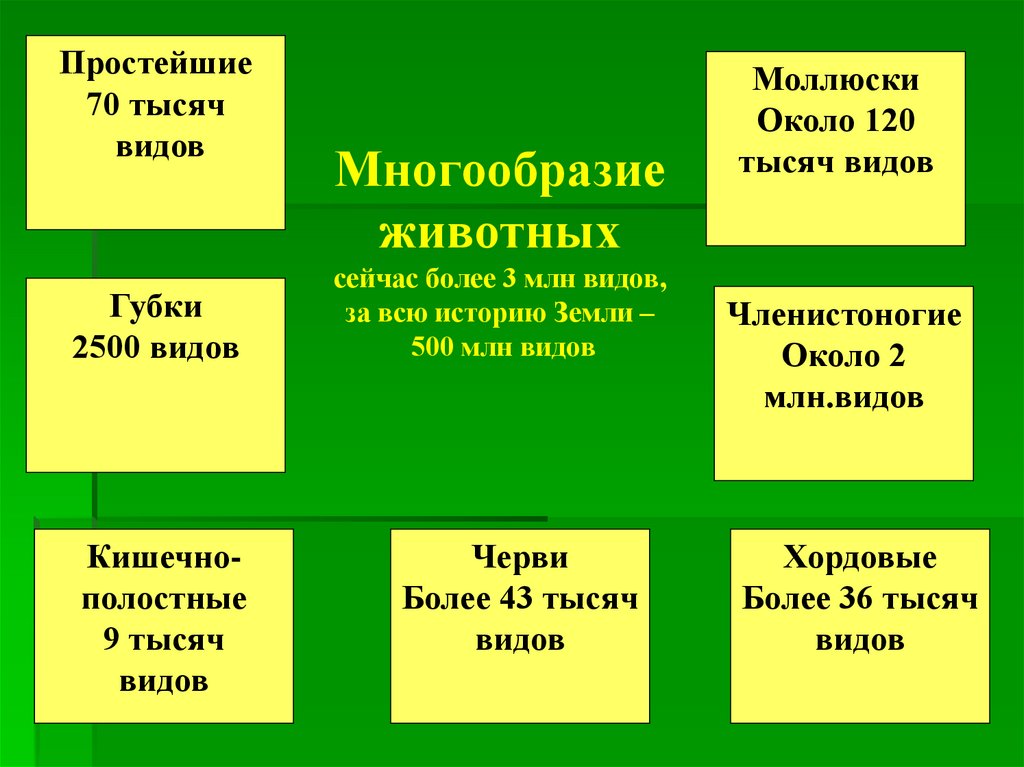 Многообразие животных сейчас более 3 млн видов, за всю историю Земли – 500 млн видов