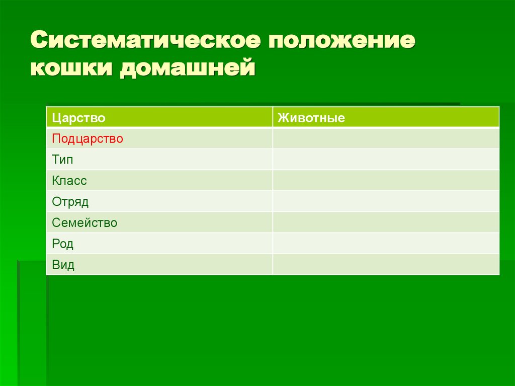 Систематическое положение кошки домашней
