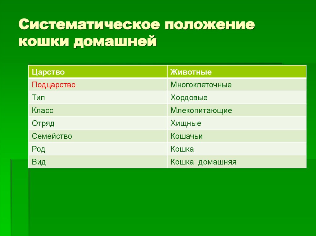 Систематическое положение кошки домашней