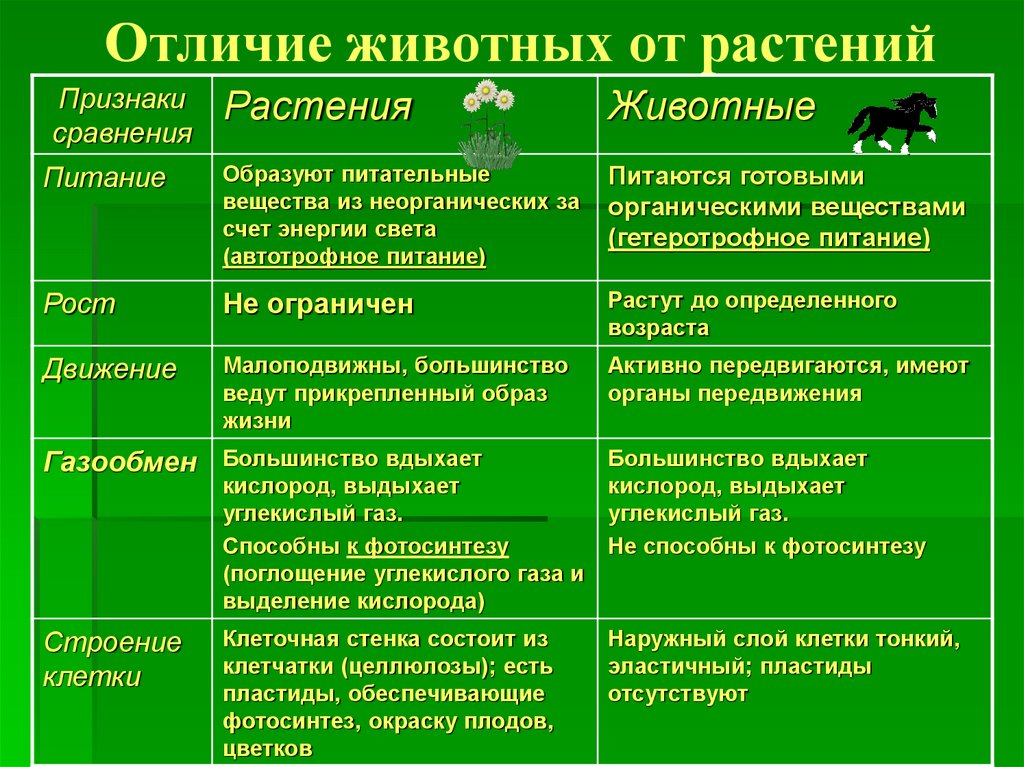 Отличие животных от растений