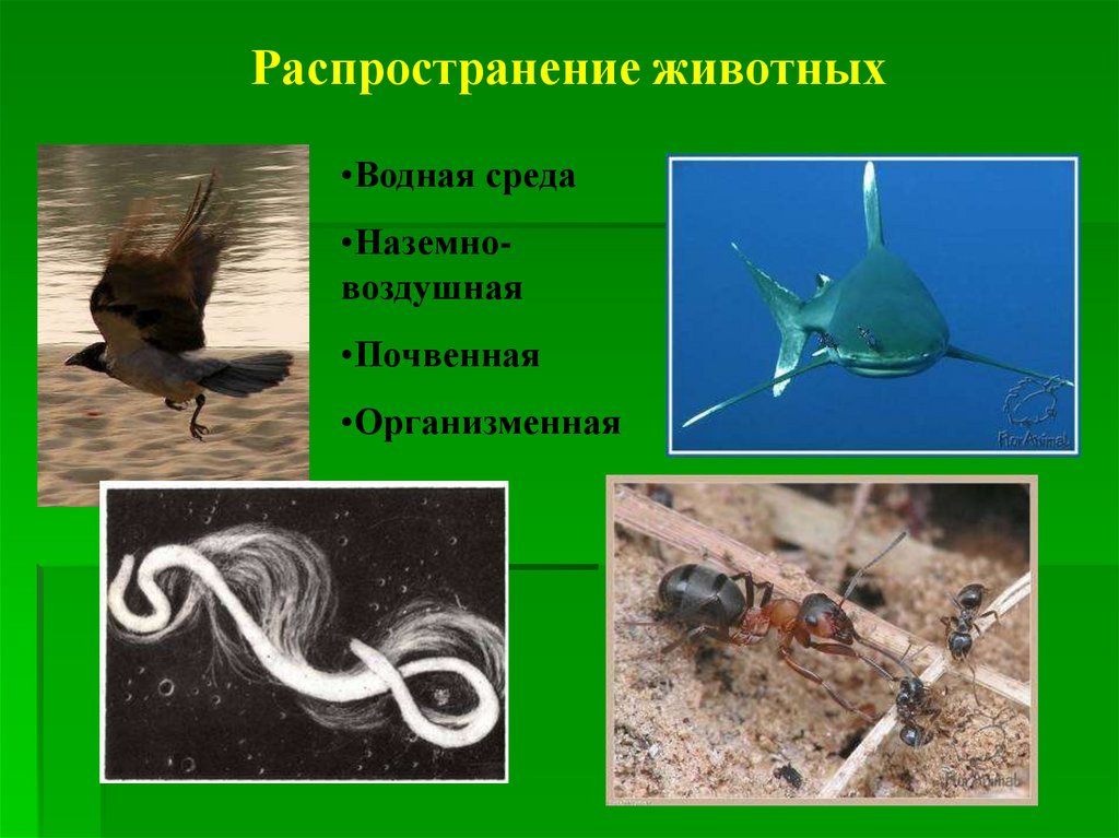 Распространение животных