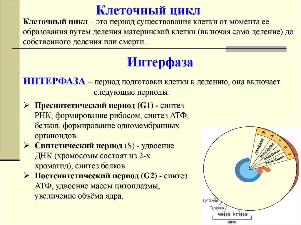 Клеточный цикл