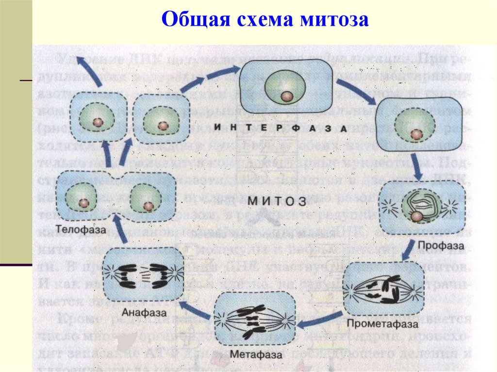 Общая схема митоза