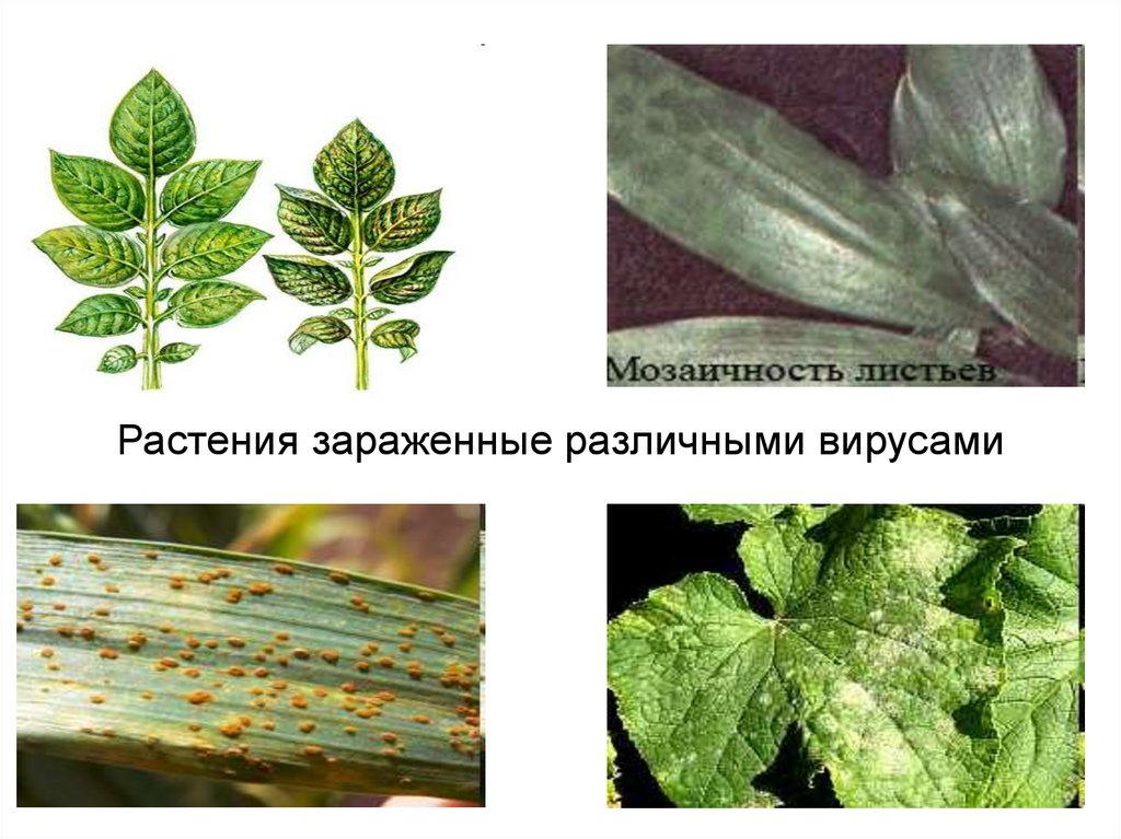 Растения зараженные различными вирусами