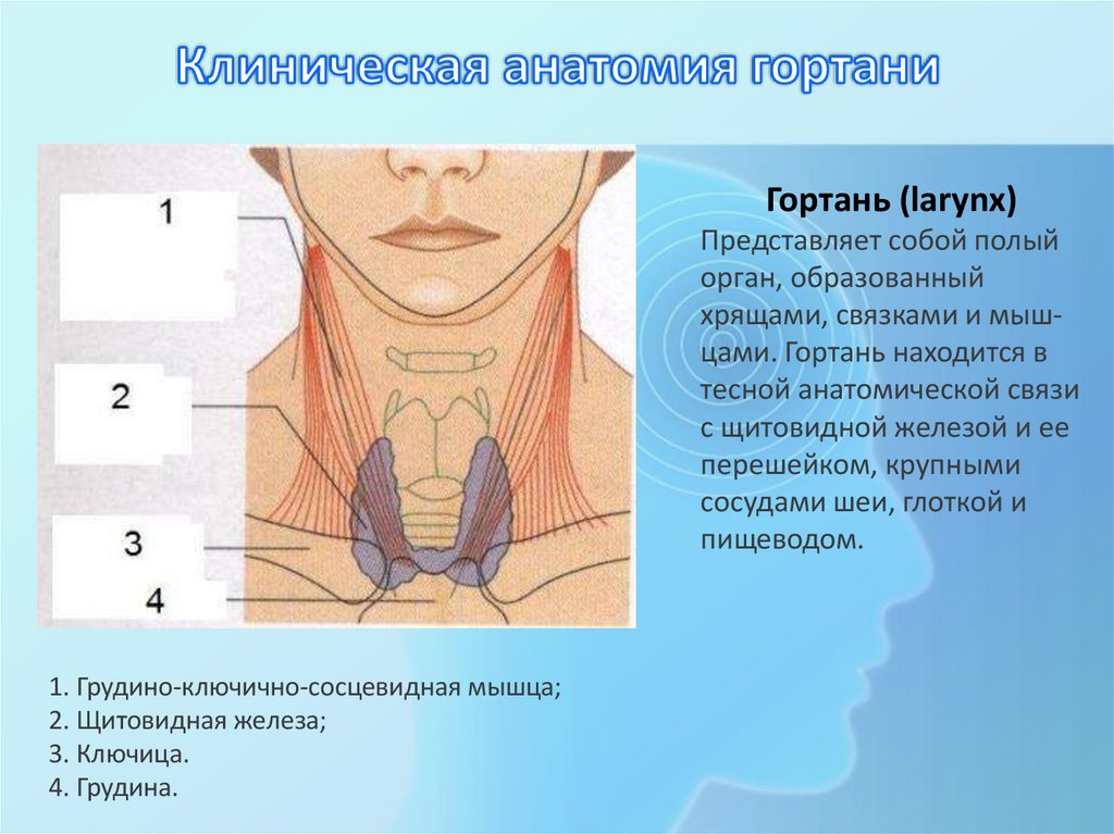 Клиническая анатомия гортани
