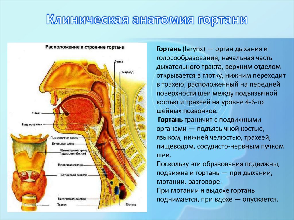 Клиническая анатомия гортани