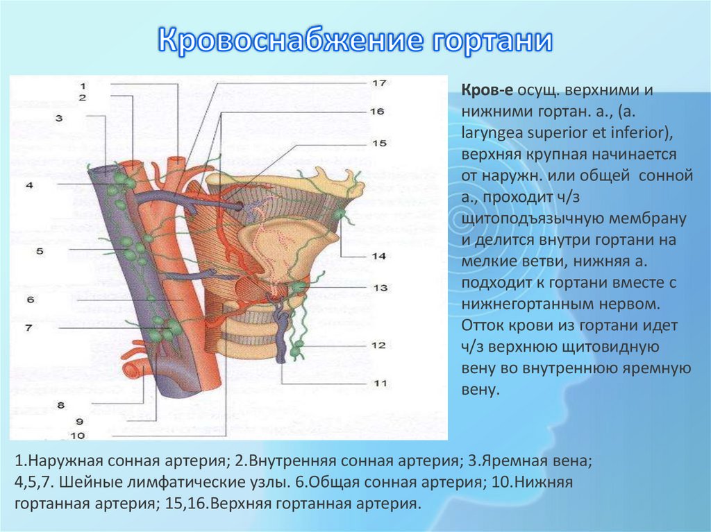Кровоснабжение гортани