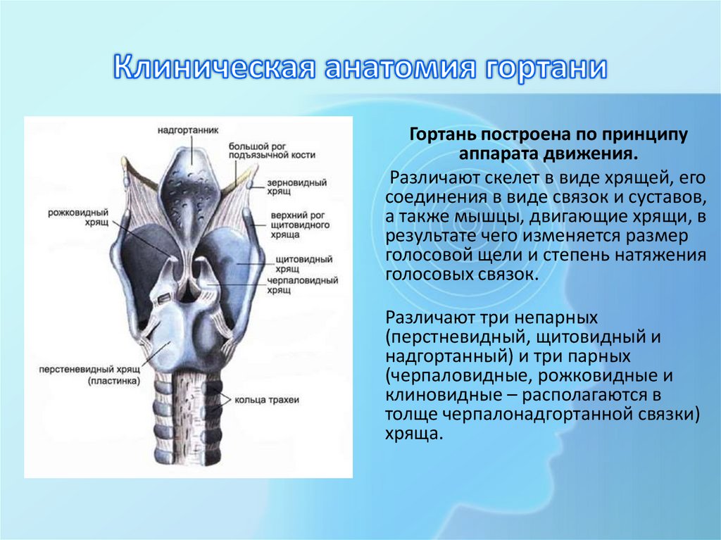 Клиническая анатомия гортани