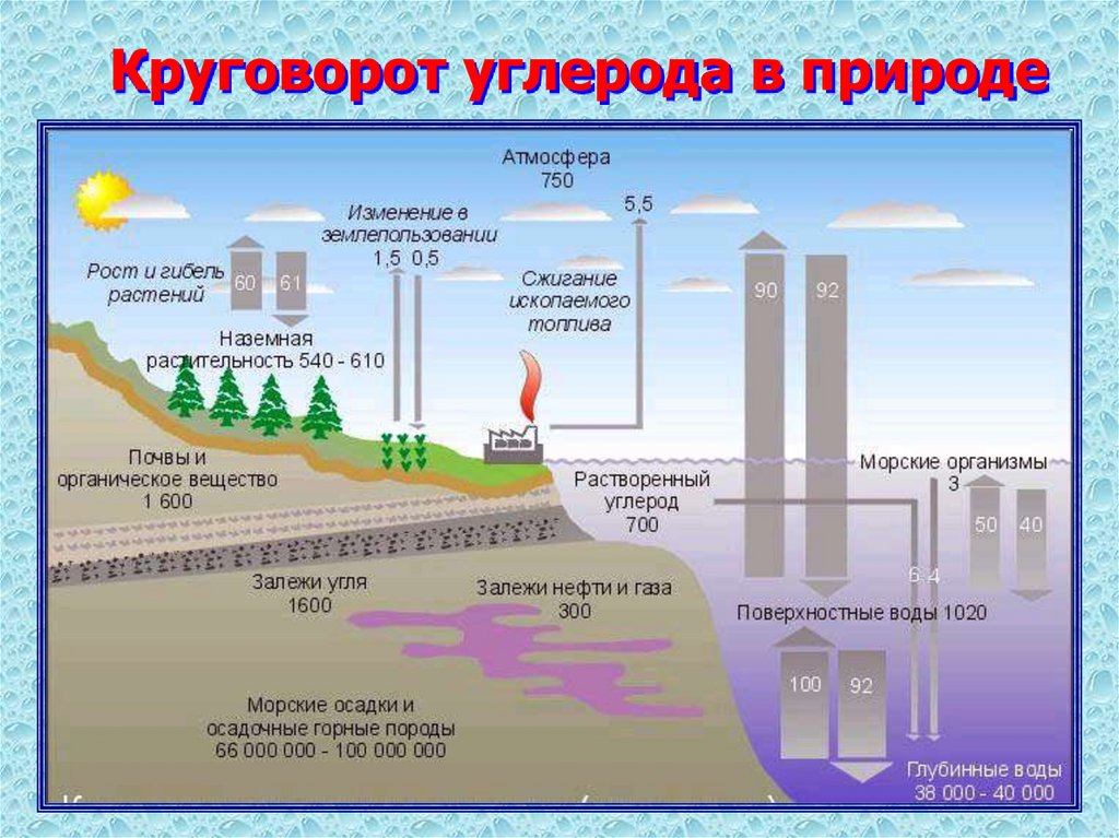 Круговорот углерода в природе