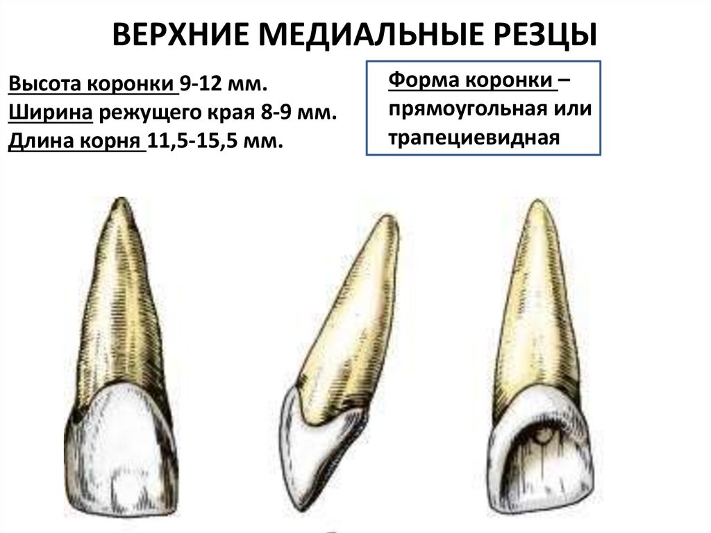 ВЕРХНИЕ МЕДИАЛЬНЫЕ РЕЗЦЫ