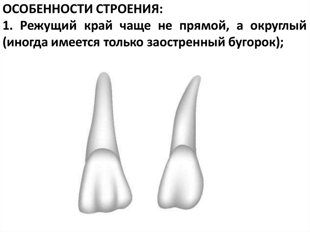 ОСОБЕННОСТИ СТРОЕНИЯ: