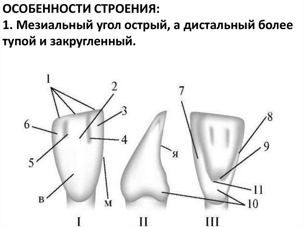 ОСОБЕННОСТИ СТРОЕНИЯ:
