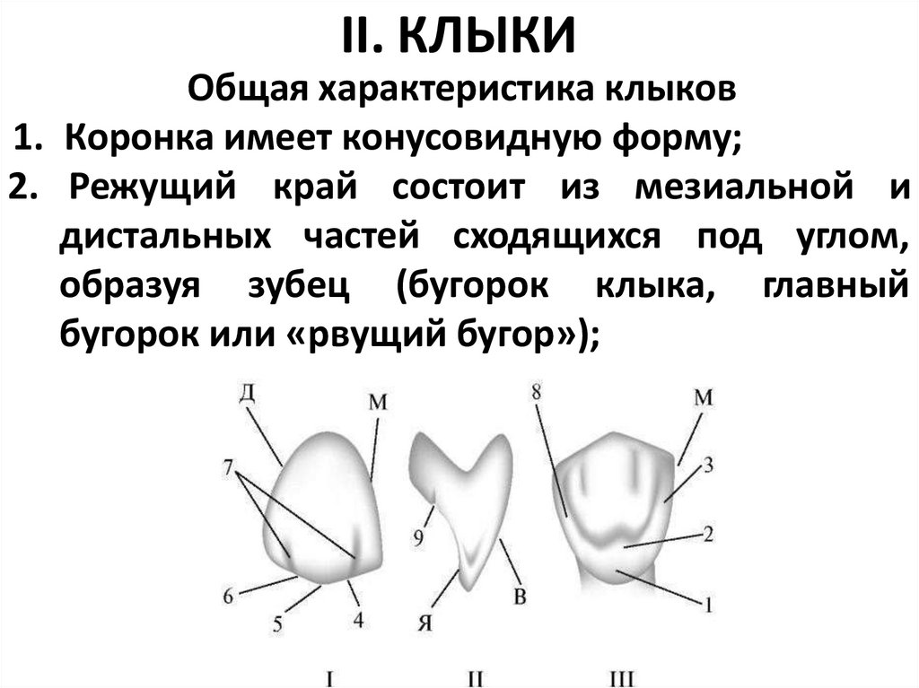 II. КЛЫКИ