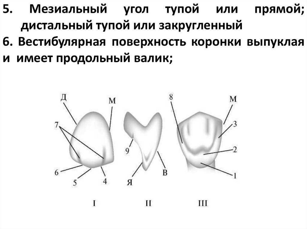 5. Мезиальный угол тупой или прямой; дистальный тупой или закругленный