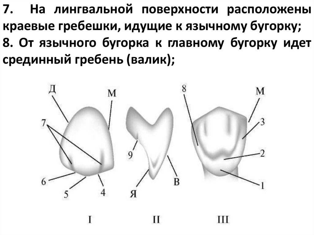 7. На лингвальной поверхности расположены краевые гребешки, идущие к язычному бугорку;
