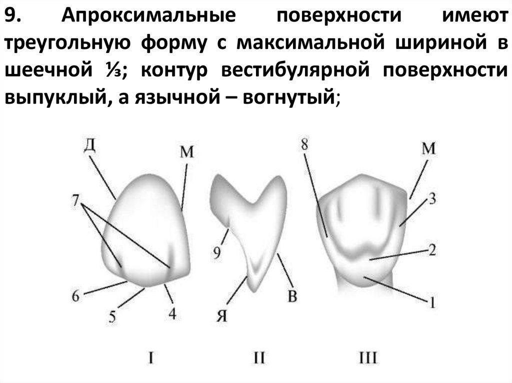 9. Апроксимальные поверхности имеют треугольную форму с максимальной шириной в шеечной ⅓; контур вестибулярной поверхности