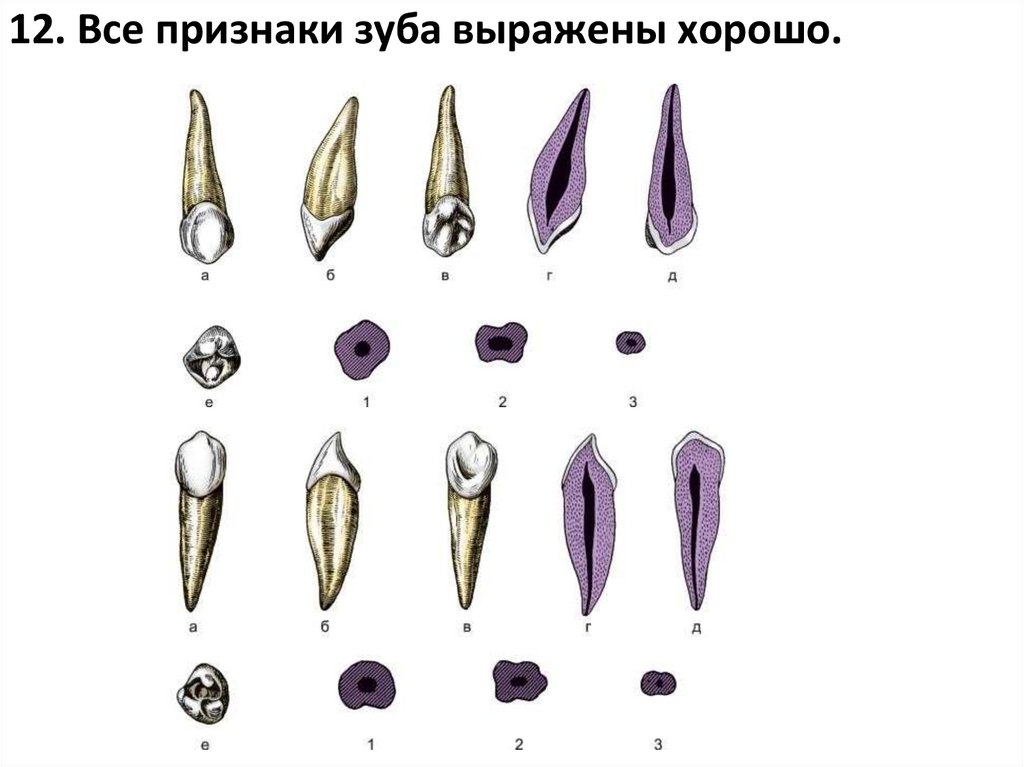 12. Все признаки зуба выражены хорошо.